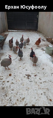 Токачки Зайци