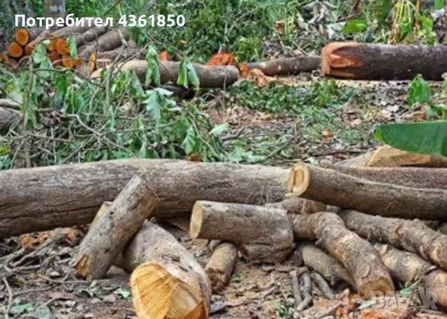 Почистване на храсти, рязане на дървета, треви, парцели, дворове, снимка 2 - Други почистващи услуги - 48730594