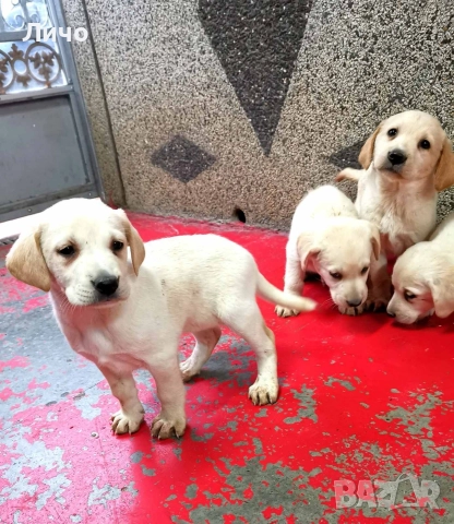 продавам лабрадори ОСТАНАХА САМО ЖЕНСКИ , снимка 4 - Лабрадор ретривър - 52679704