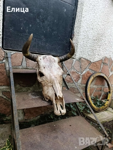 Череп, снимка 3 - Декорация за дома - 52209091