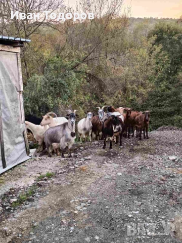 Продавам Десет Кози и Един Козел(Пръч)
