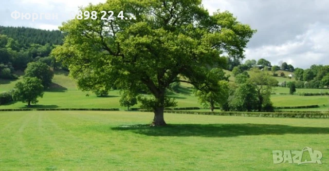 Дъб - Обикновен, снимка 3 - Разсади - 51077312