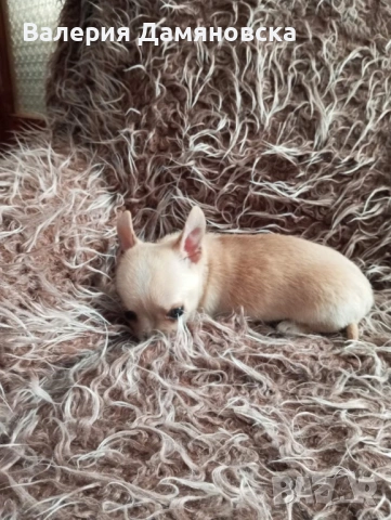 Чихуахуа, снимка 14 - Чихуахуа - 53409879