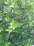 Дафинов лист, лаврово дърво пресни листа за кулинарията, снимка 4