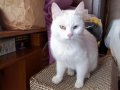 Прекрасна бяла котка ТУРСКИ ВАН със синьо и зелено око търси бял мъжкар, снимка 1 - Други - 28208362