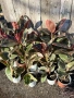 Фикус , снимка 5