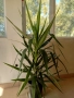 Палма Юка стайна - 150см.- 50лв.., снимка 2