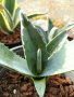 Агаве синьо (Agave americana), снимка 1 - Стайни растения - 38039114