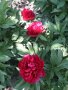Червен божур, снимка 1 - Градински цветя и растения - 35327336