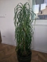 Две палми Цикас и Нолина , снимка 6