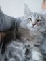 Коте от породата MAINE COON, снимка 2