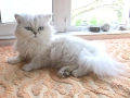 Сребърна чинчила, британска дългокосместа котка, коте, момиче, снимка 4