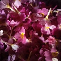 Сладко от иглика "Primula", снимка 1 - Домашни продукти - 32098572