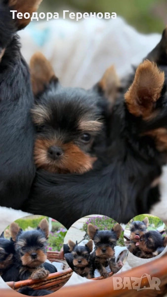 Мини йоркширски териер, снимка 1