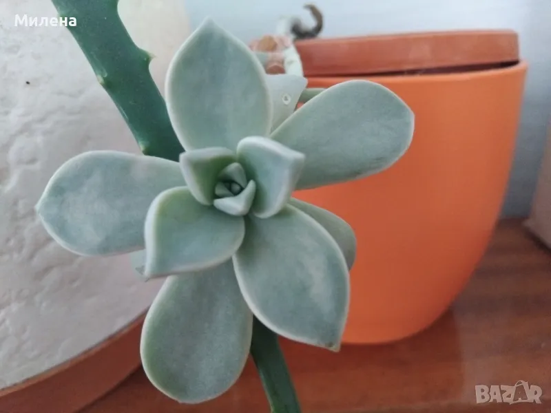 Граптопеталум, призрачно цвете , снимка 1