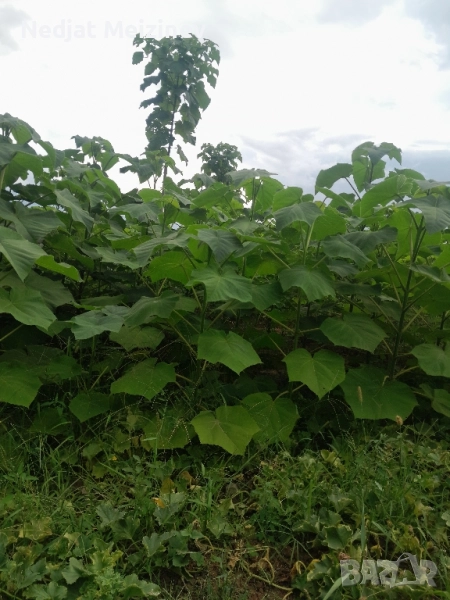 Пауловния фиданки , снимка 1