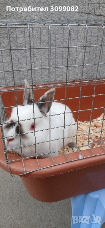 декоративен заек с клетка , снимка 1