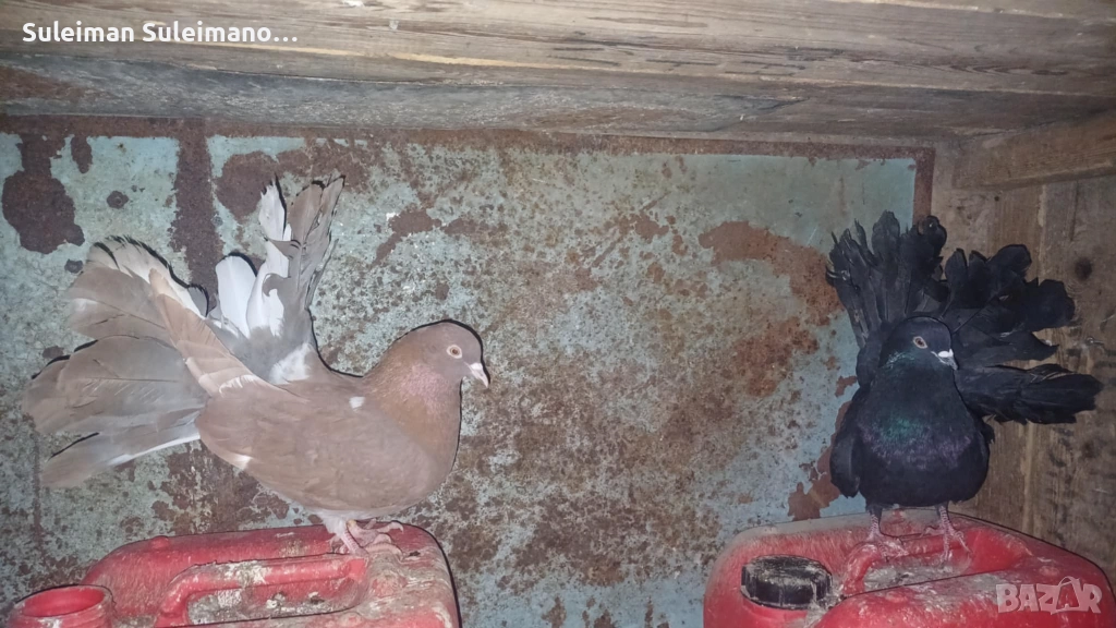 Фенерли 8 броя 60 лв, снимка 1