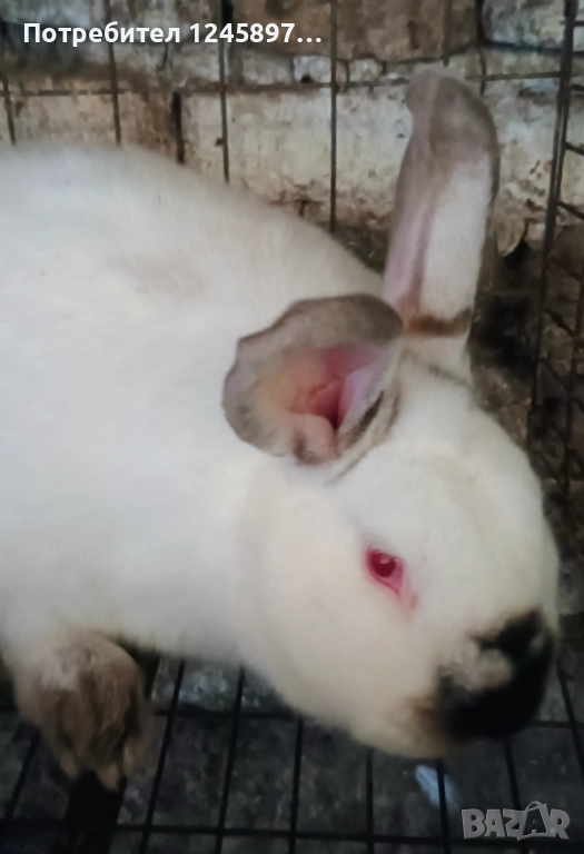 Калифорнийски зайци , снимка 1