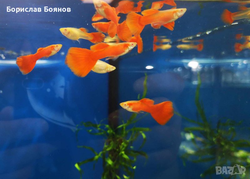 Гупа Фул ред албино, снимка 1