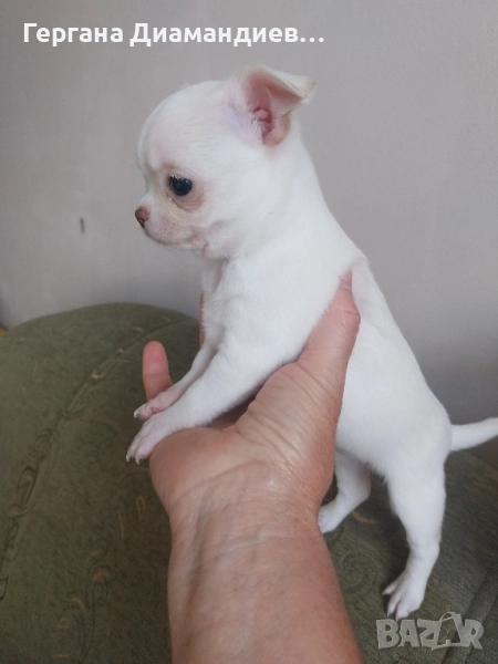 продавам чихуахуа , снимка 1