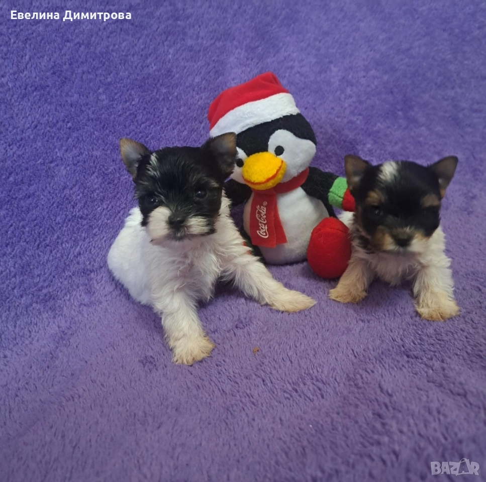 Йоркширски териер бивер момчета, снимка 1