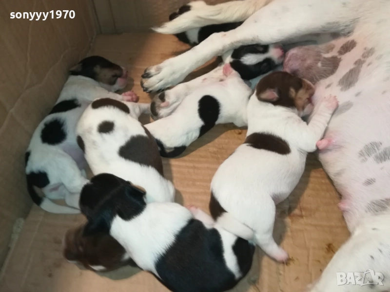 ДЖАК РЪСЕЛ 1908250701, снимка 1