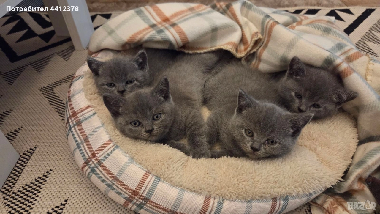 британски сини късокосмести котета , снимка 1