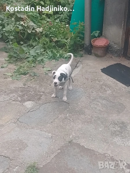 Продавам питбол на 3 месеца , снимка 1