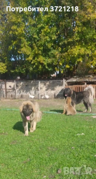 Кавказка овчарка, снимка 1