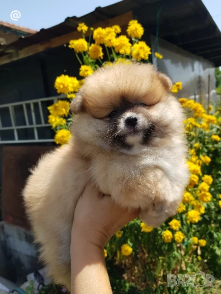 Померан померанче момиченце Гр. София, снимка 1