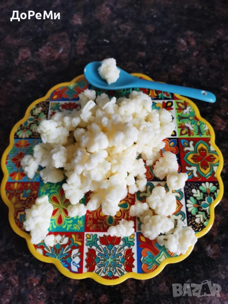 ПРОБИОТИК ~ Тибетски КЕФИРНИ зърна Кефир за млечна ферметнация , снимка 1