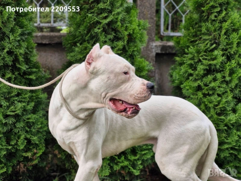 Дого Аржентино, снимка 1