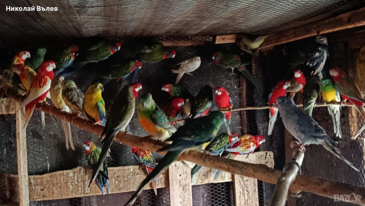 Розели и пенанти, снимка 1