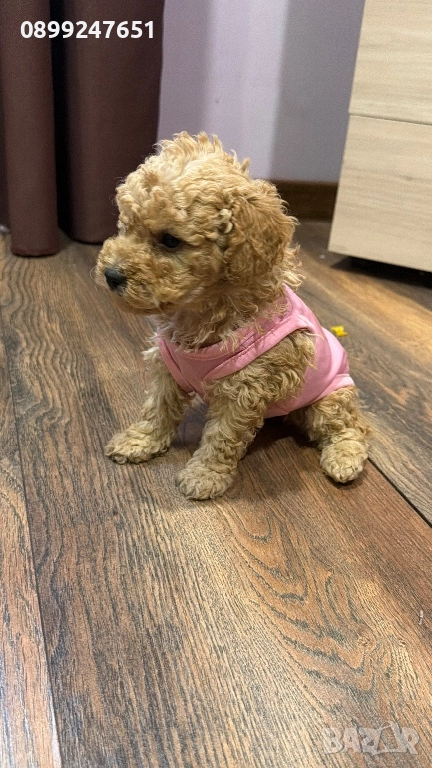 Той пуделче, снимка 1