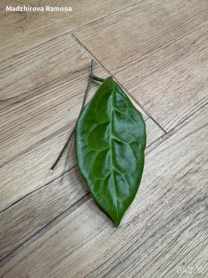 Hoya Megalaster , снимка 1