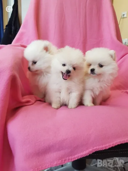 Померан померанчета Гр. София, снимка 1