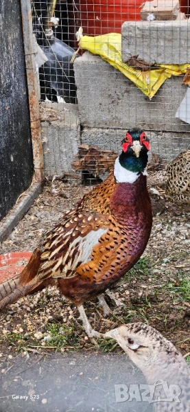 Колхидски фазани ., снимка 1