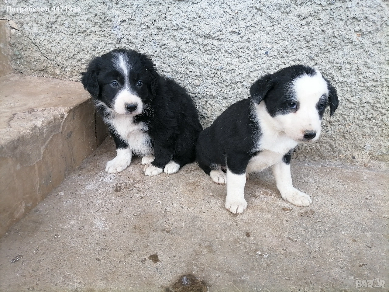 бордър коли , снимка 1