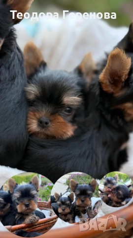 Мини йоркширски териер, снимка 1