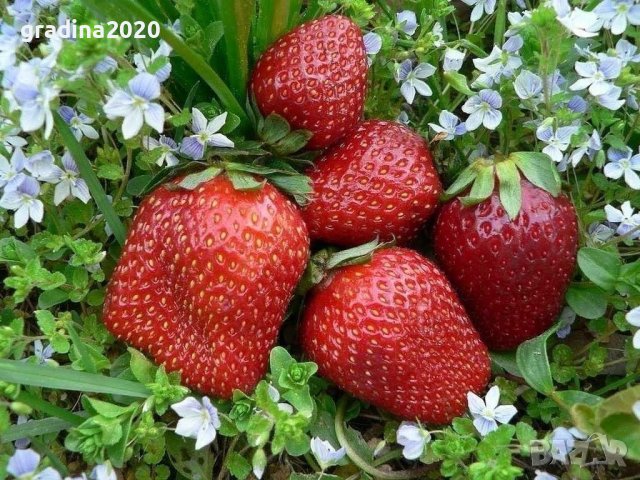 Ягоди сорт Азия  и Клери  Промоция !! При покупка на 5бр 1бр подарък, снимка 3 - Разсади - 39555001
