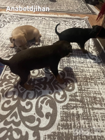 Пинчери, снимка 5 - Пинчер - 52482012