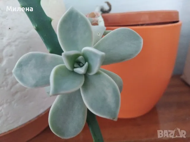 Граптопеталум, призрачно цвете , снимка 1