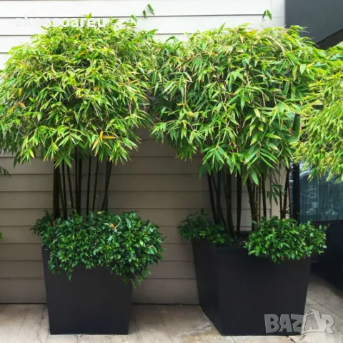 100 нови висококачествени семена Студоустойчив черен бамбук от САЩ за Декорация на дома и Градината , снимка 8 - Сортови семена и луковици - 49728001