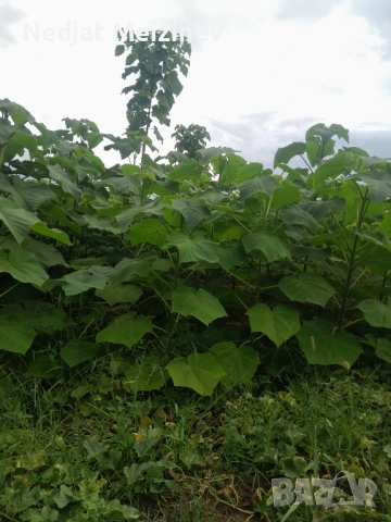 Пауловния фиданки 