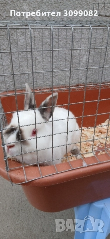 декоративен заек с клетка 