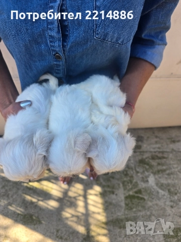 Малтийска болонка , снимка 16 - Болонка - 36473959