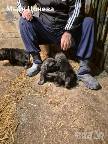бебета кавказка овчарка , снимка 2 - Кавказка овчарка - 52949431