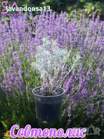 Лавандула в саксии-сортове, снимка 3 - Градински цветя и растения - 47333197