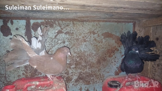 Фенерли 8 броя 60 лв